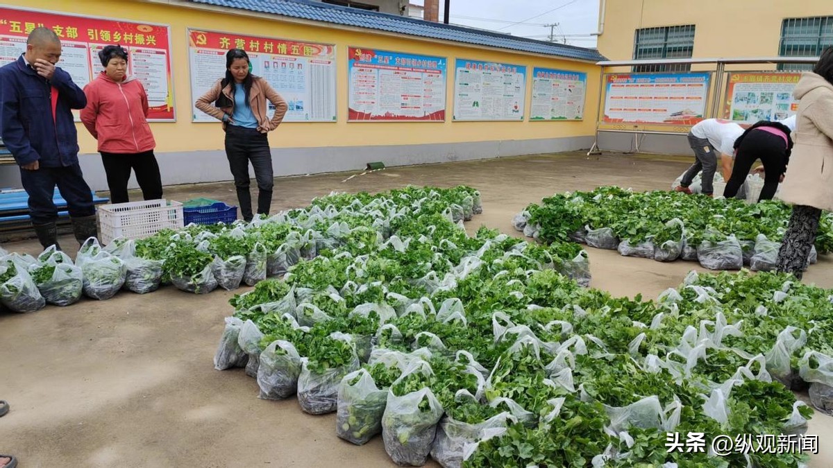 农民种植蔬菜免费送,免费送鸡苗给农户