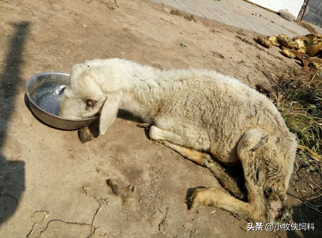 羊羔长势慢怎么办,羊羔如何提高生长速度