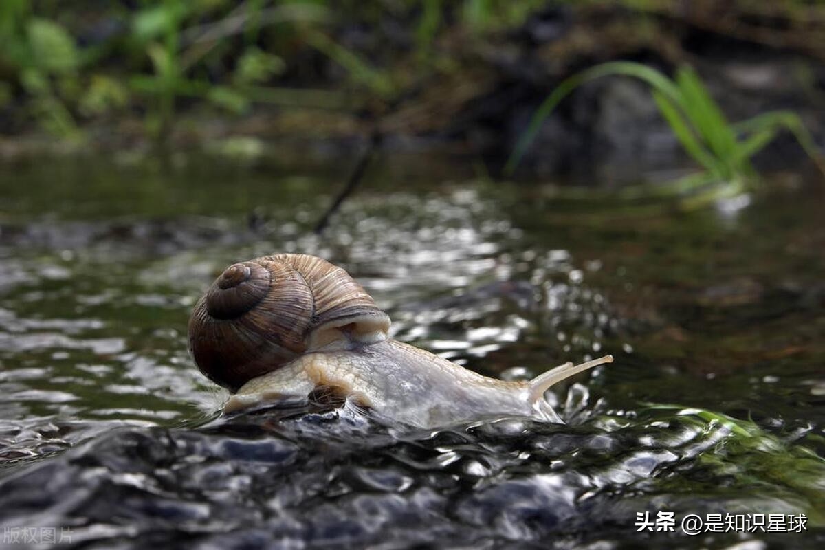 熊猫指头的特点,熊猫手指有几个指头