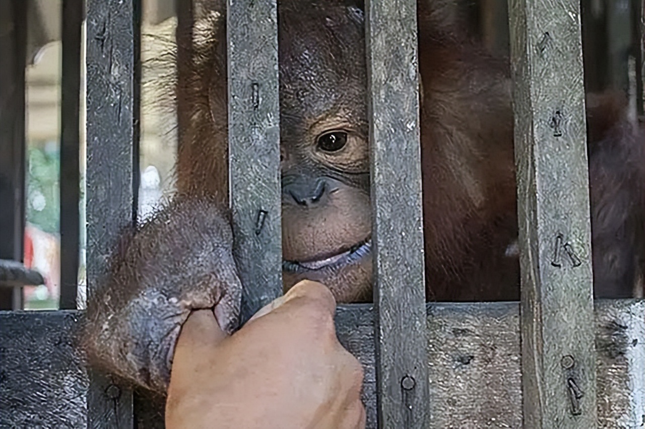 红毛猩猩被囚禁六年现状,红毛猩猩被囚禁六年