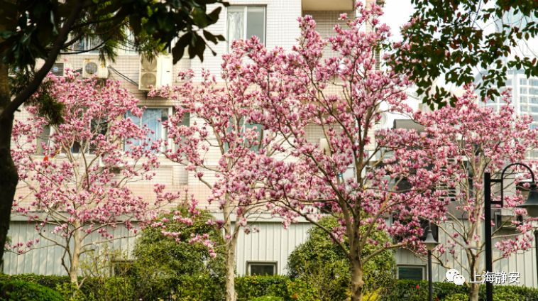 美翻！西康公园的15棵玉兰开了丨一起云赏花