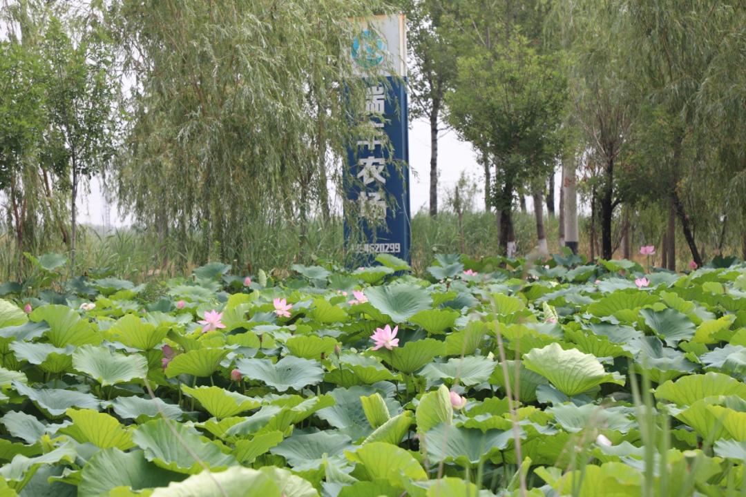 荷你有约环创,荷你有约完整视频