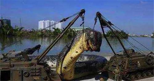 500m的红海巨蟒真的存在吗,泰坦巨蟒和红海巨蟒哪个比较大