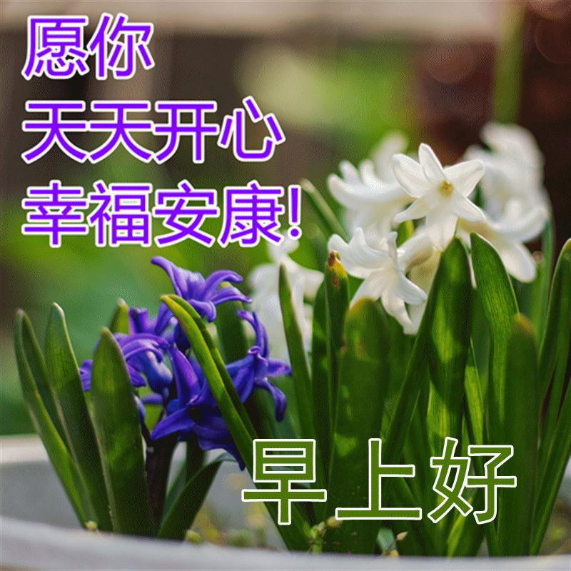 早上好最漂亮问候语动态表情图片,最美早安问候图片带字动态