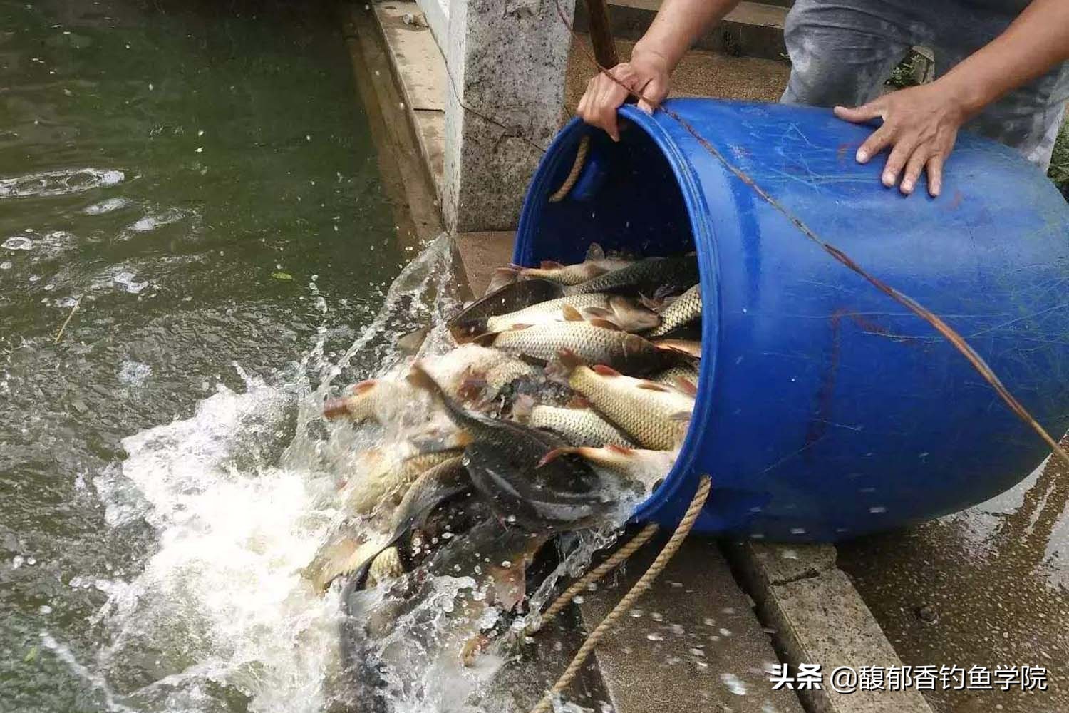 为什么黑坑放鱼不打氧,为什么黑坑都不让钓鲢鳙