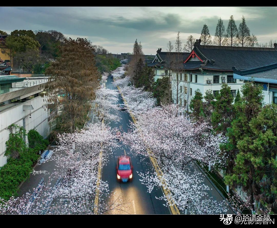 南京鸡鸣寺樱花盛开的时候,鸡鸣寺看樱花要门票吗