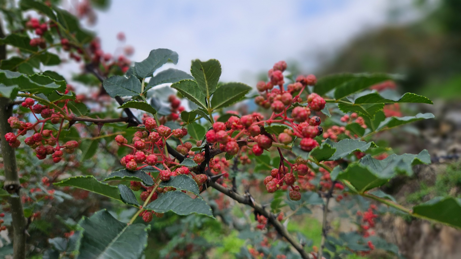 花椒丰收季节是几月,老家花椒丰收季