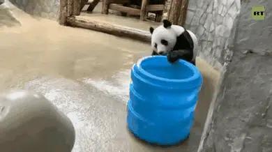 在美国大熊猫回国了吗,目前旅居国外的大熊猫有哪些