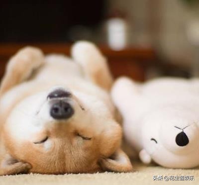 犬舍的柴犬和宠物店的柴犬,柴犬狗狗老吐什么问题