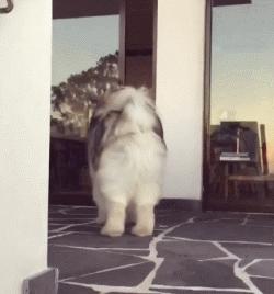 养阿拉斯加的几大事项,养阿拉斯加犬注意事项