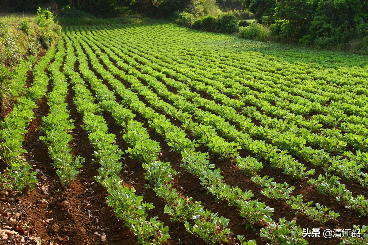 种花生为什么用水泥做肥料,用水泥来种花生有什么作用