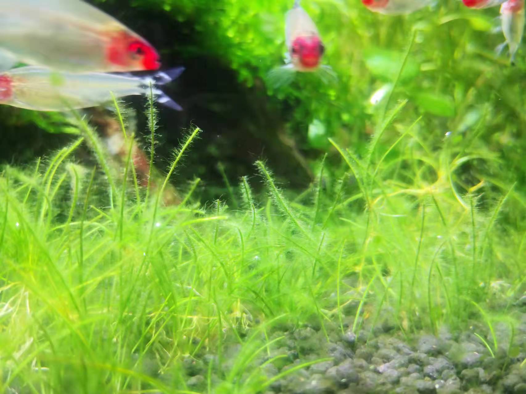 藻类植物可以预防疾病吗,杀菌盐可以预防藻类吗