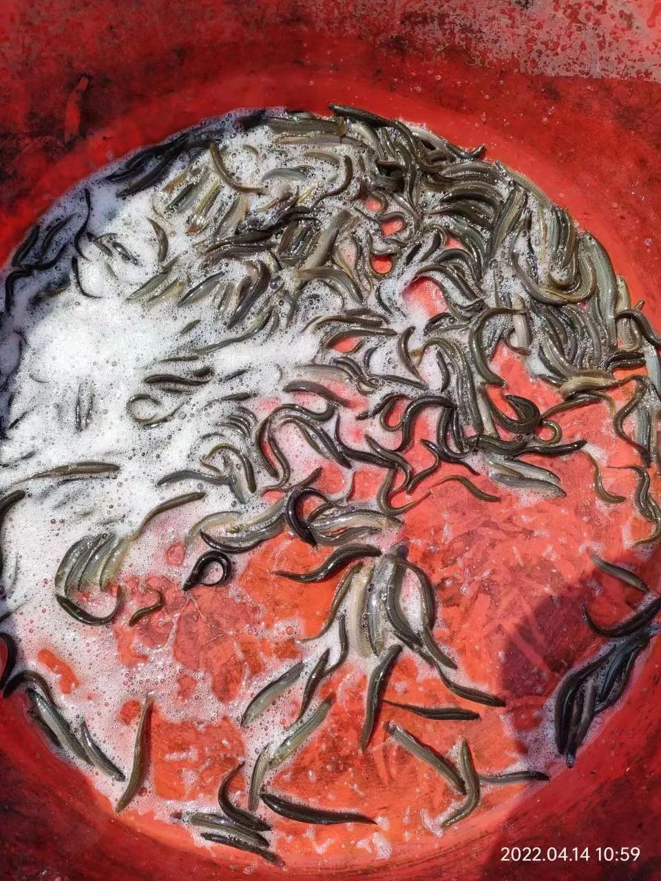 近3成苗企难以维持！规格越大越亏，2022如何让泥鳅赚钱？