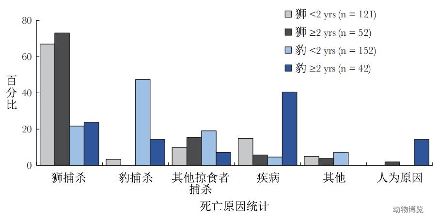 豹子丧命,豹子的悲惨下场视频
