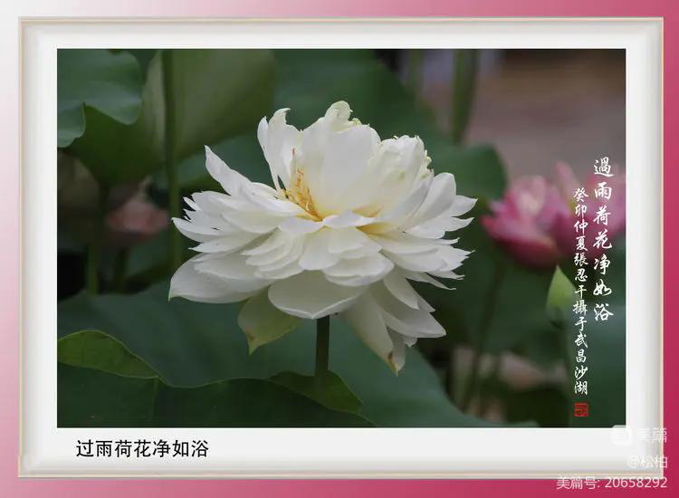 诗图战友情（九十五）荷花别样红