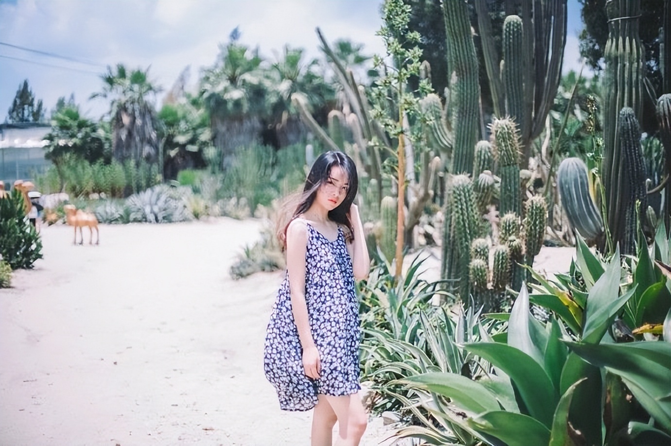 厦门六月的气候,厦门清新的午后