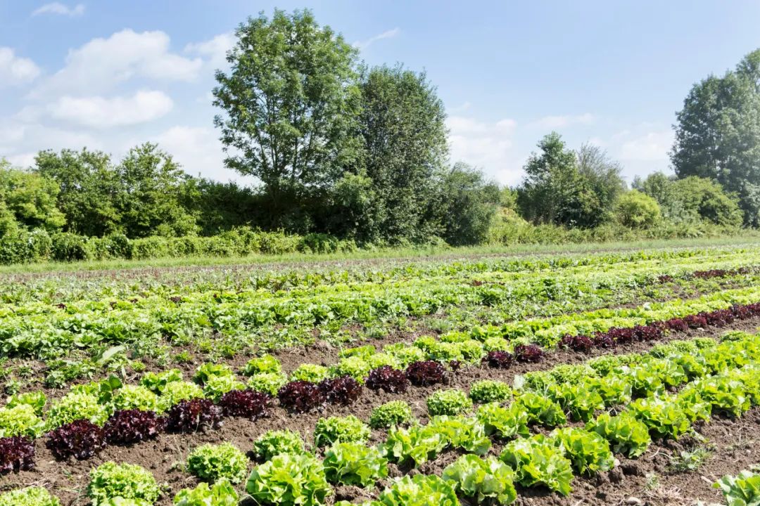 有机农场的盈利模式,有机农场的发展前景