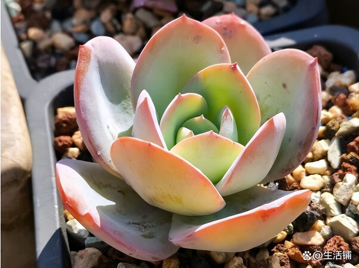 多肉徒长了怎么办?3个方案来“挽救”,轻松爆崽,养成老桩