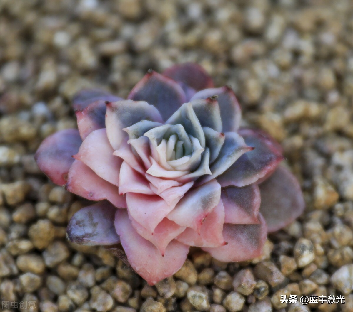 多肉补光需要多少光照强度,多肉植物为啥需要补光灯