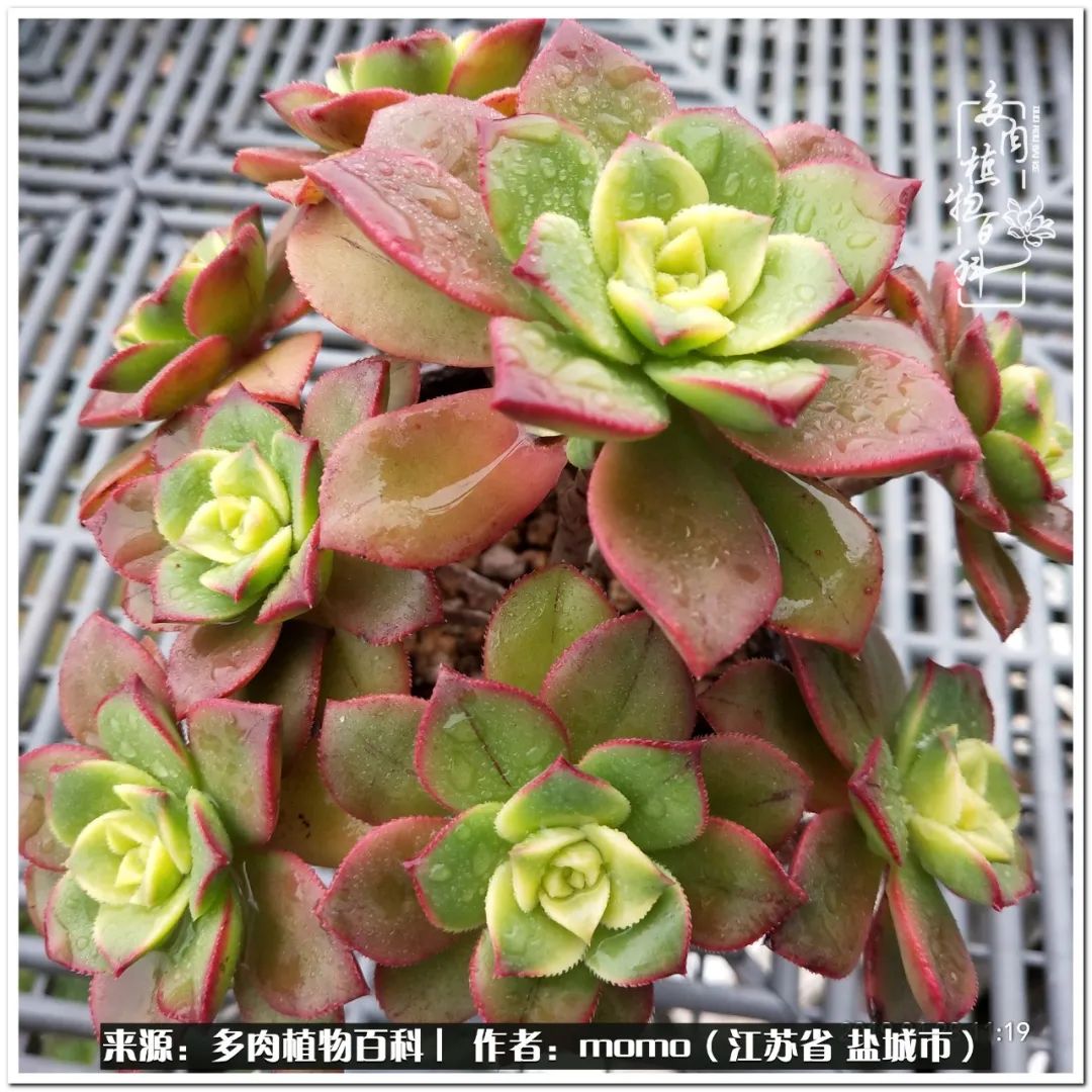 露养一个月的多肉图片,露养多肉春天外面过夜么