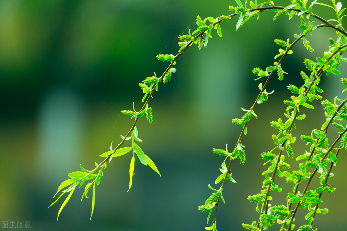 关于柳树的诗句都有哪些,写柳树的经典诗句