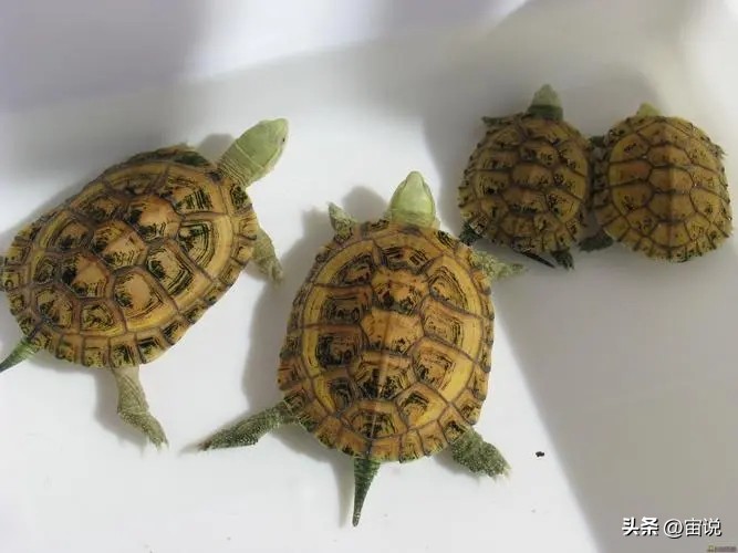 金钱龟习性是群居还是单居,人工养殖金钱龟是保护动物吗