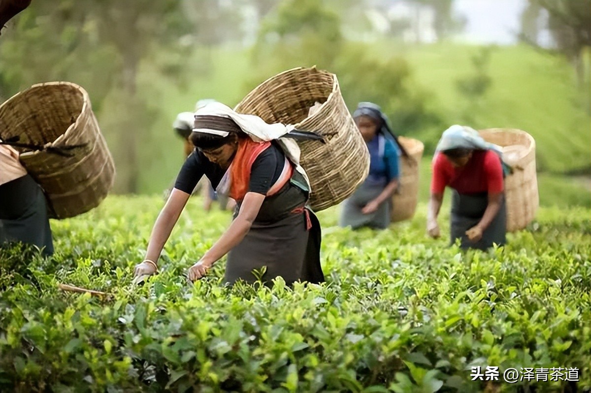 世界十大茶日,国际茶日英文版