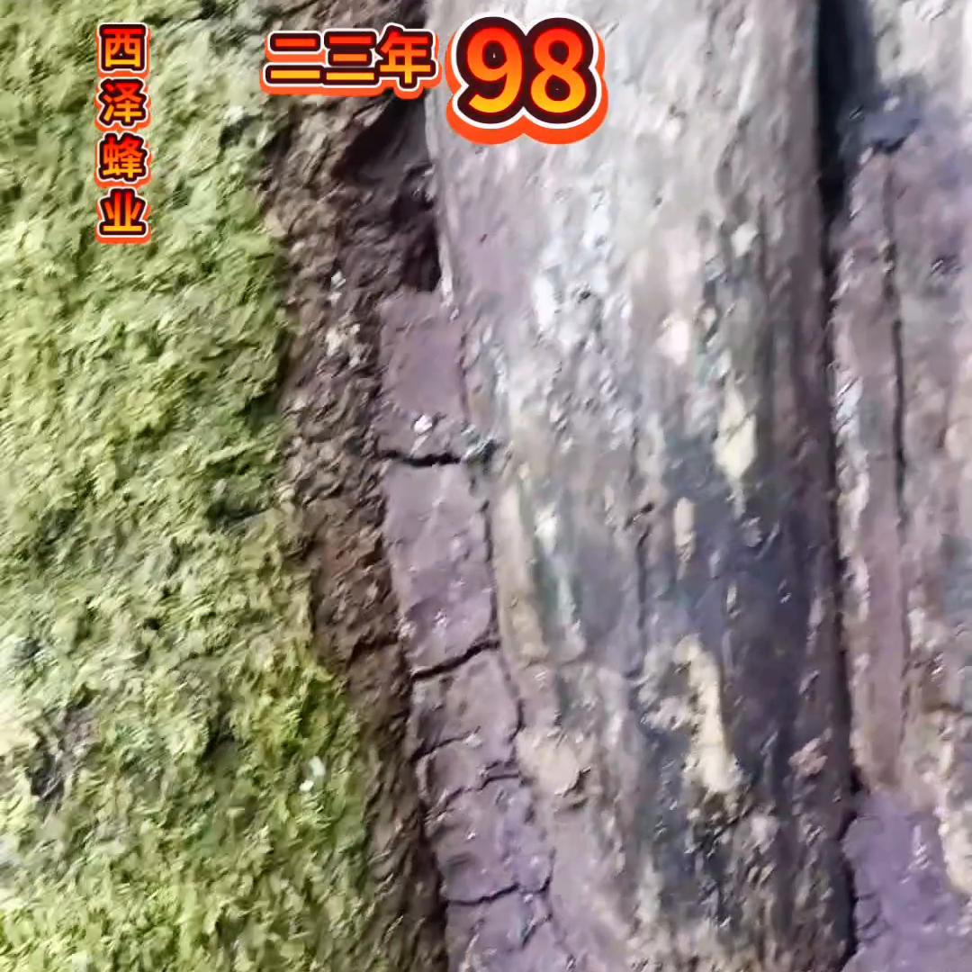 户外找蜂诱蜂技术,活蜂诱蜂的正确方法