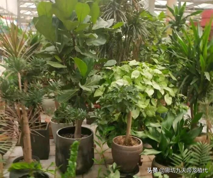 廊坊九天花卉市场,九天花卉市场植物