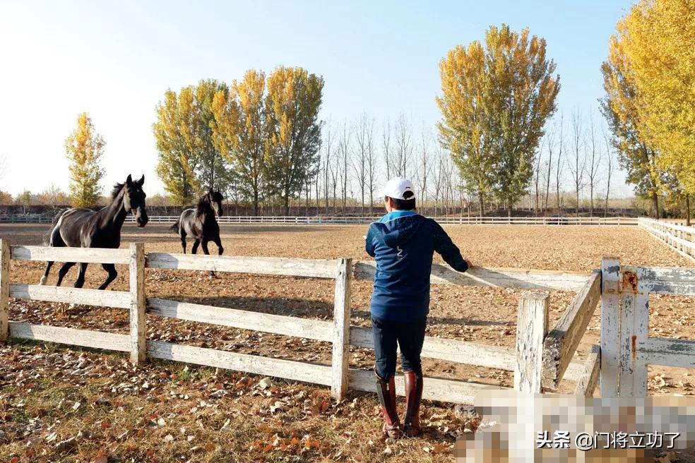 栾树王菲,咏梅栾树王菲