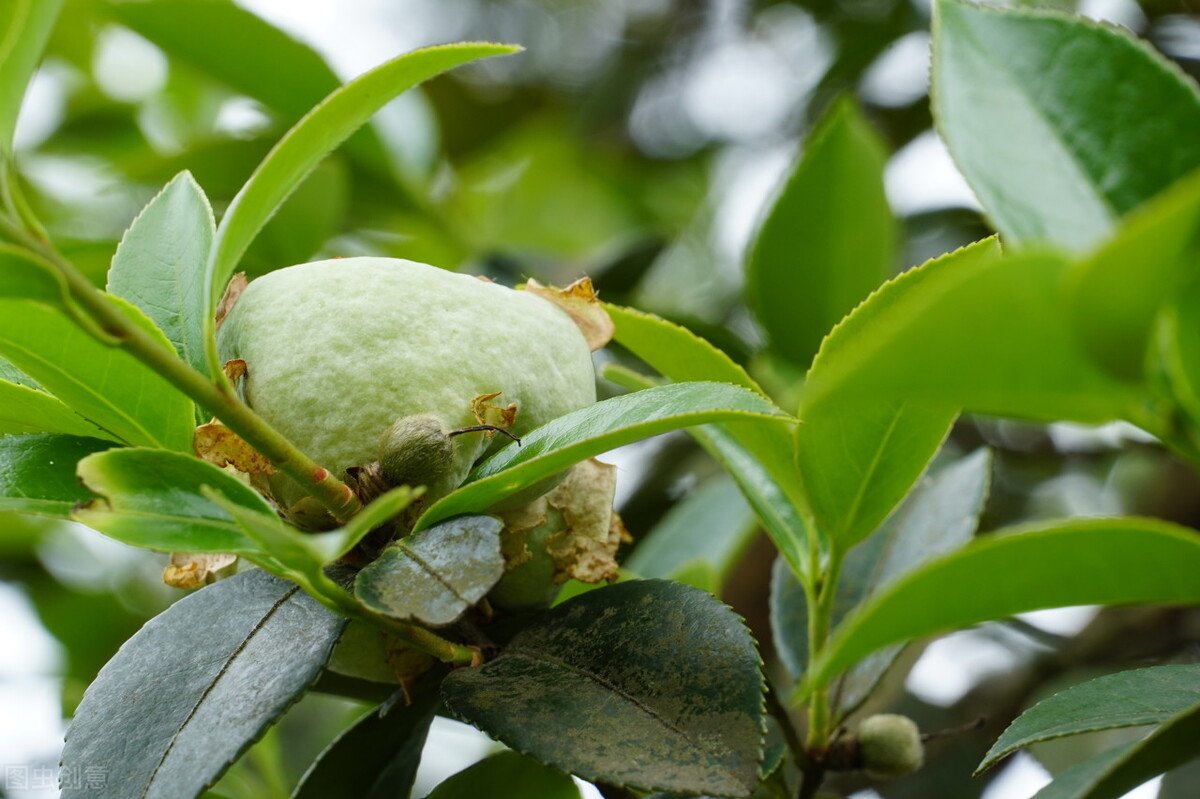 茭白因真菌感染而诞生的蔬菜,茭白病虫害
