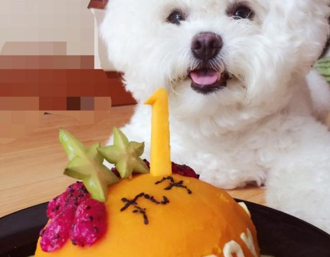 比熊突然变得亲近别人是怎么回事,比熊把人当妈妈