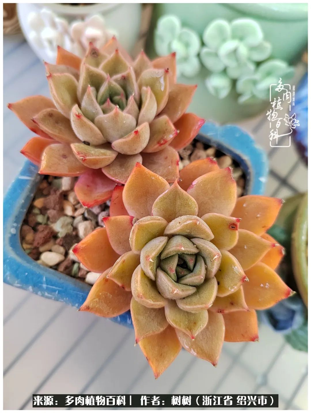 又临寒冬，暖阳下携手肉肉赏姹紫嫣红！