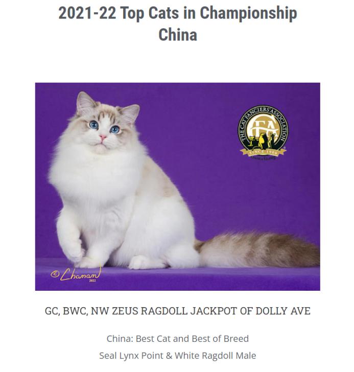 赛级布偶猫怎么查真伪,赛级布偶怎么鉴定