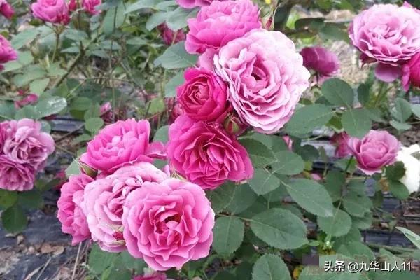 大花浓香勤花的月季品种,大花月季品种介绍大全图片及价格