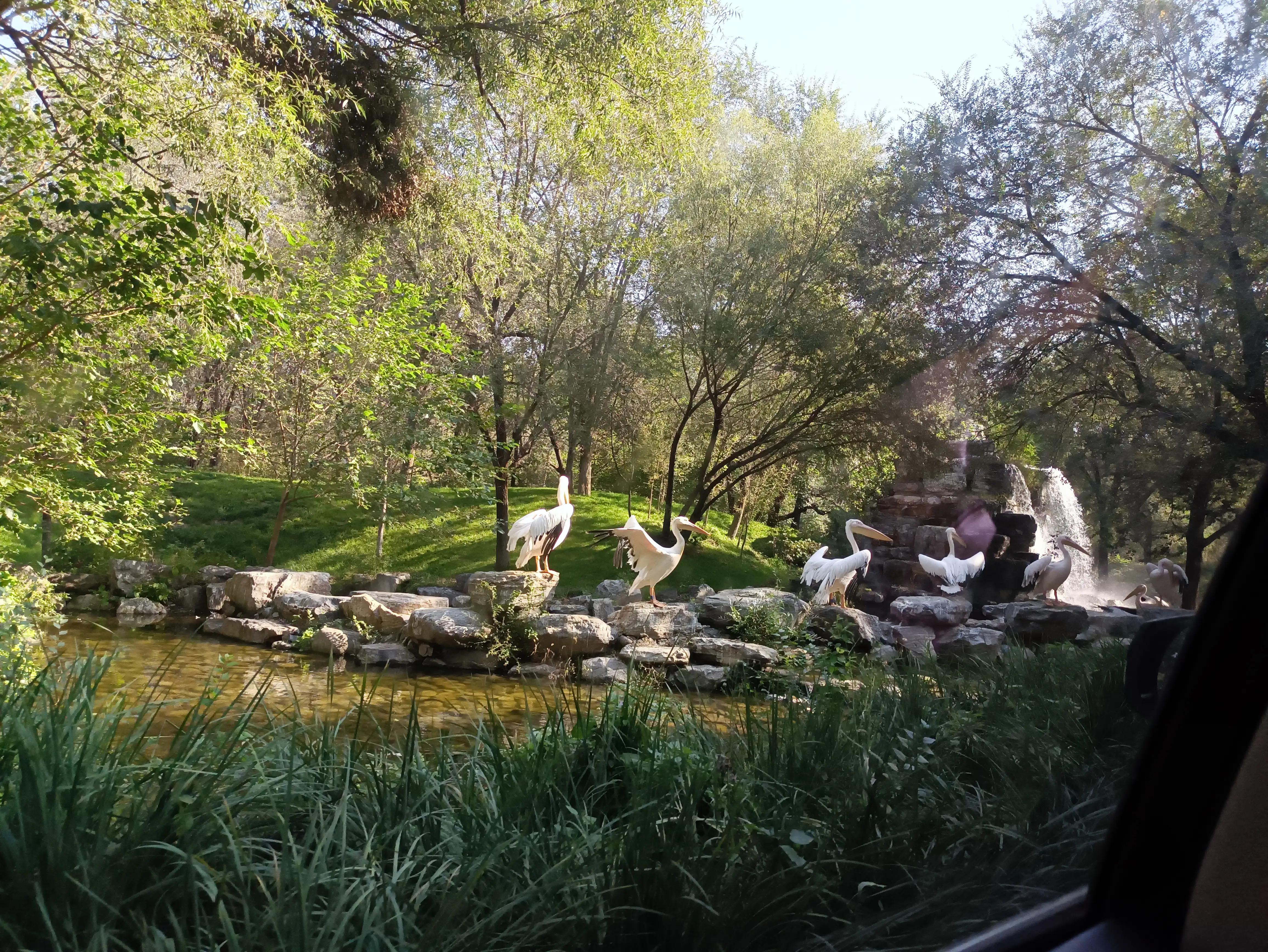 北京动物园和北京野生动物园区别,北京野生动物园狗妈妈和老虎狮子