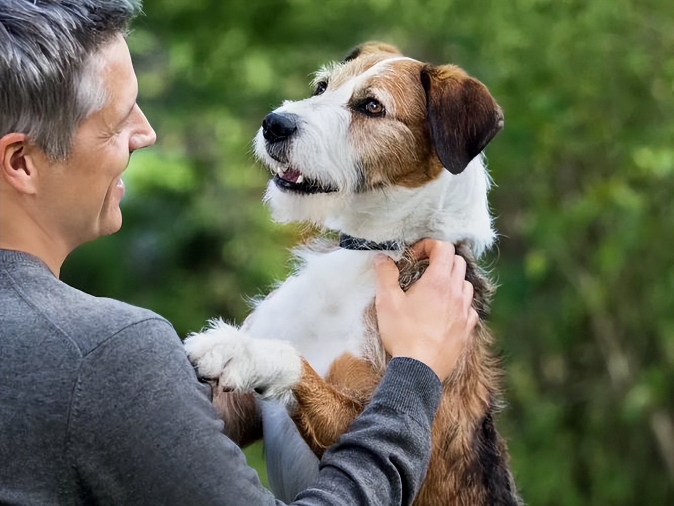 如果狗出现这几种情况会怎样,一只狗有这几种行为说明智商很低