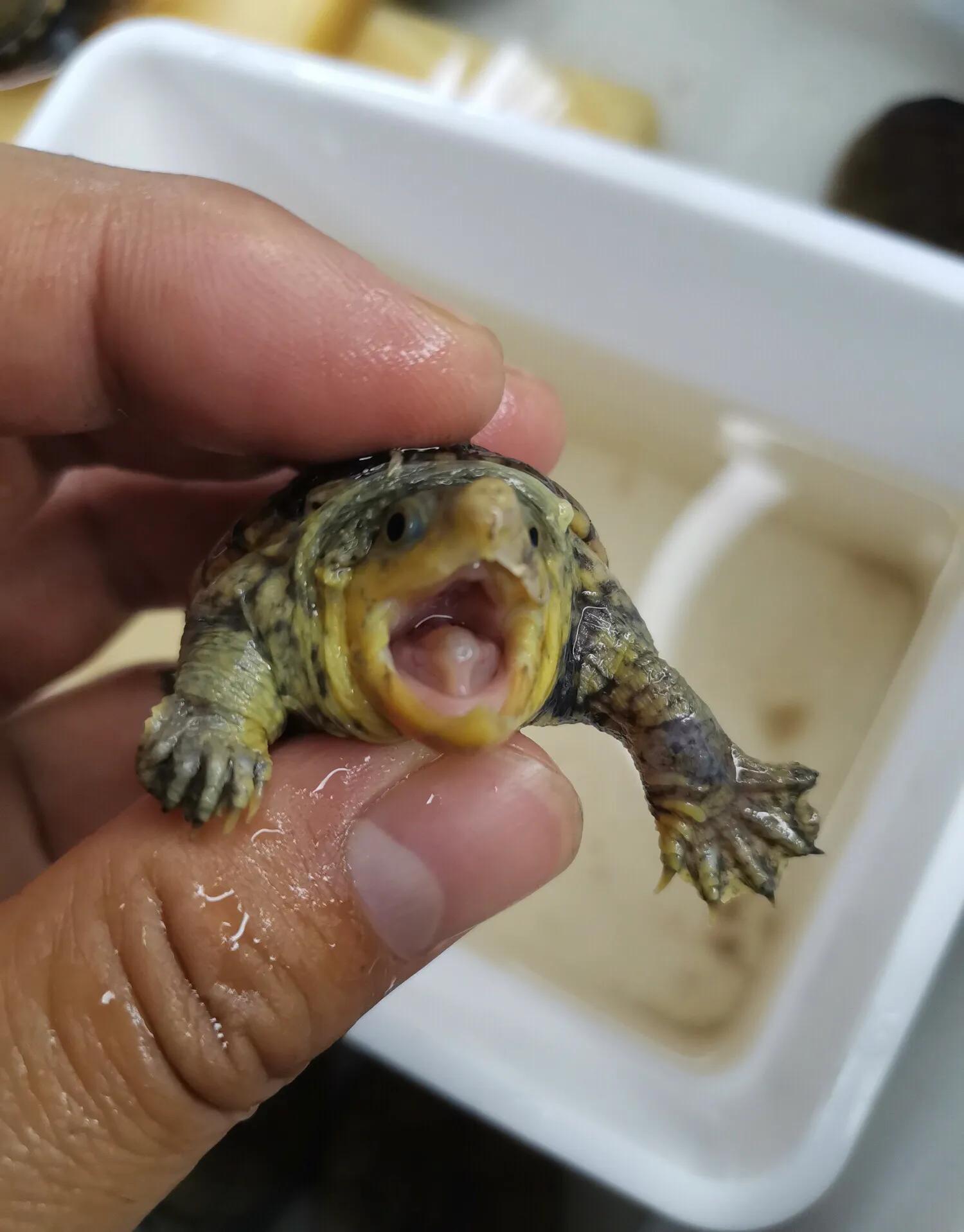 养龟上瘾,养龟人有什么特征