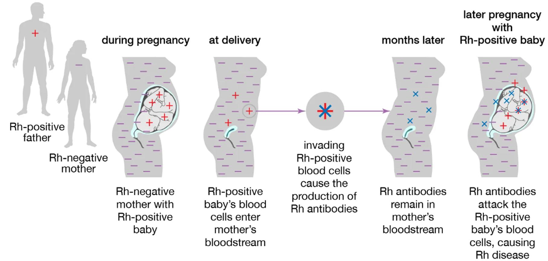 稀有血型熊猫血中的熊,什么血型比熊猫血稀有