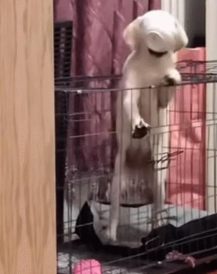 每日一笑，自己拆的家就是有安全感