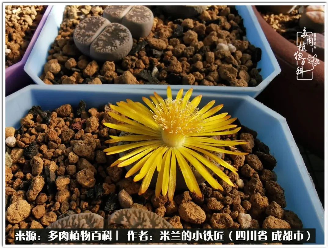 生石花好养吗怎么养护的,生石花的养殖方法和注意事项