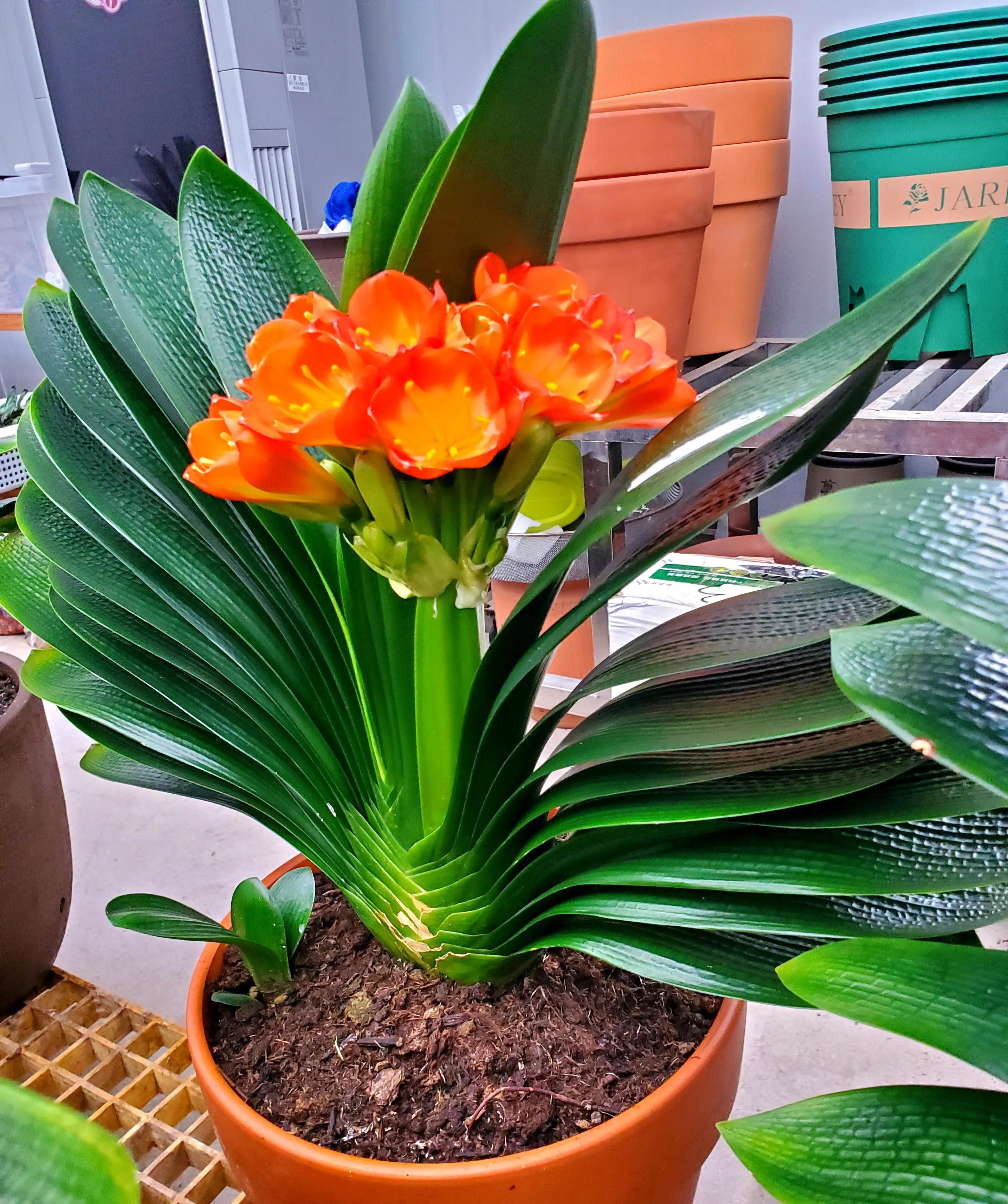 君子兰茎腐病可以用多菌灵吗,君子兰腐叶病怎么处理