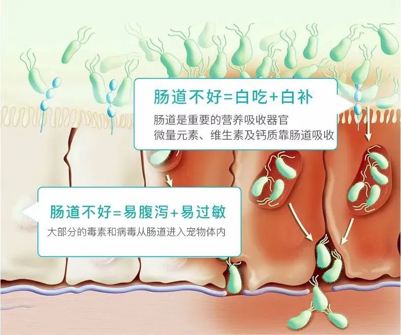 猫咪是近视眼？没有鼻毛？猫咪“身体部位”冷知识，你知多少？