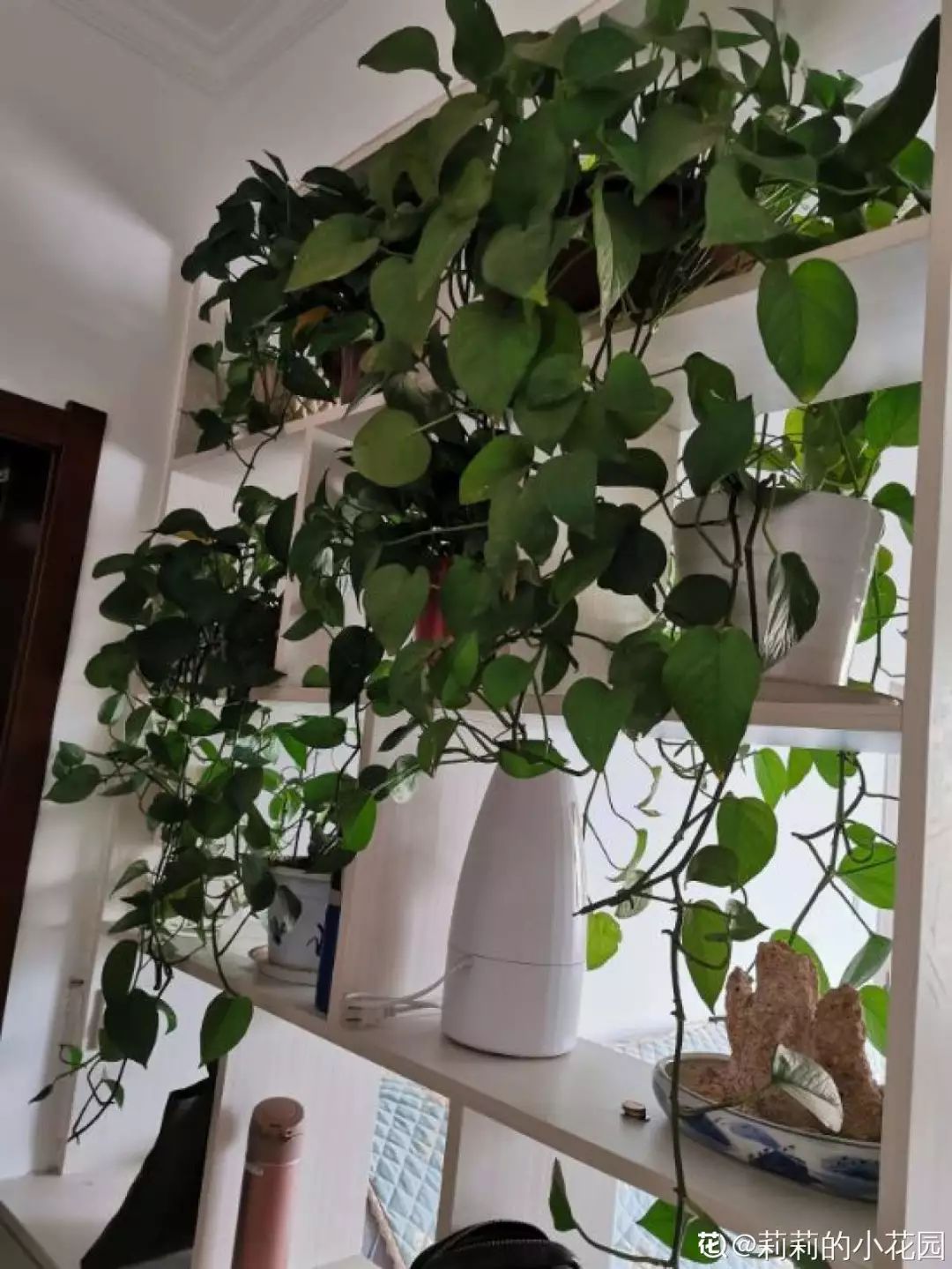 给花剃头,发财树剃光头后发了新芽长不大