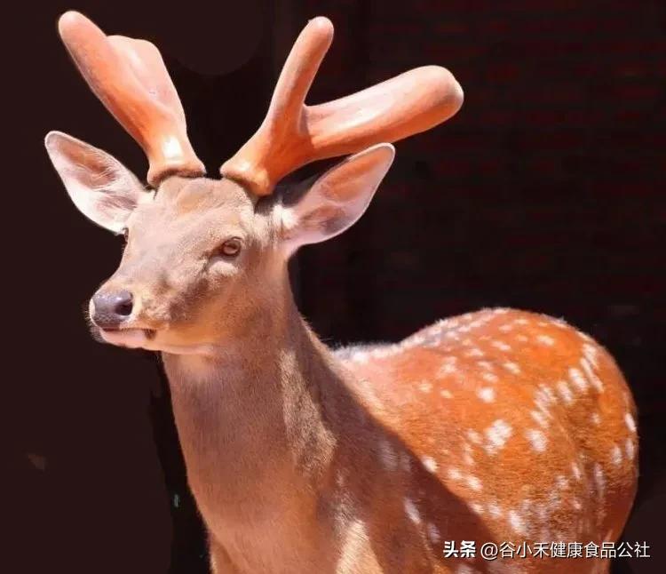 怎么挑选新鲜梅花鹿茸,梅花鹿鲜鹿茸怎么挑选和保存