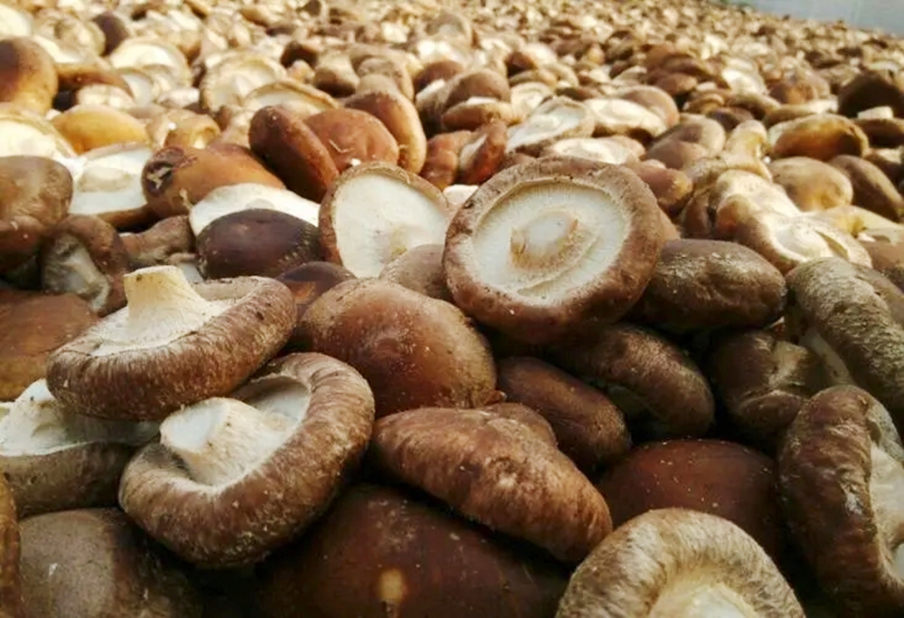 买香菇应该买大的还是买小的,买香菇怎么选