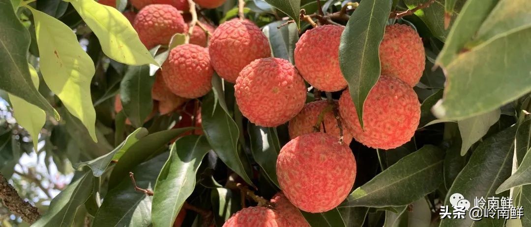 全球最好吃的荔枝在哪里,荔枝哪个品种最好吃