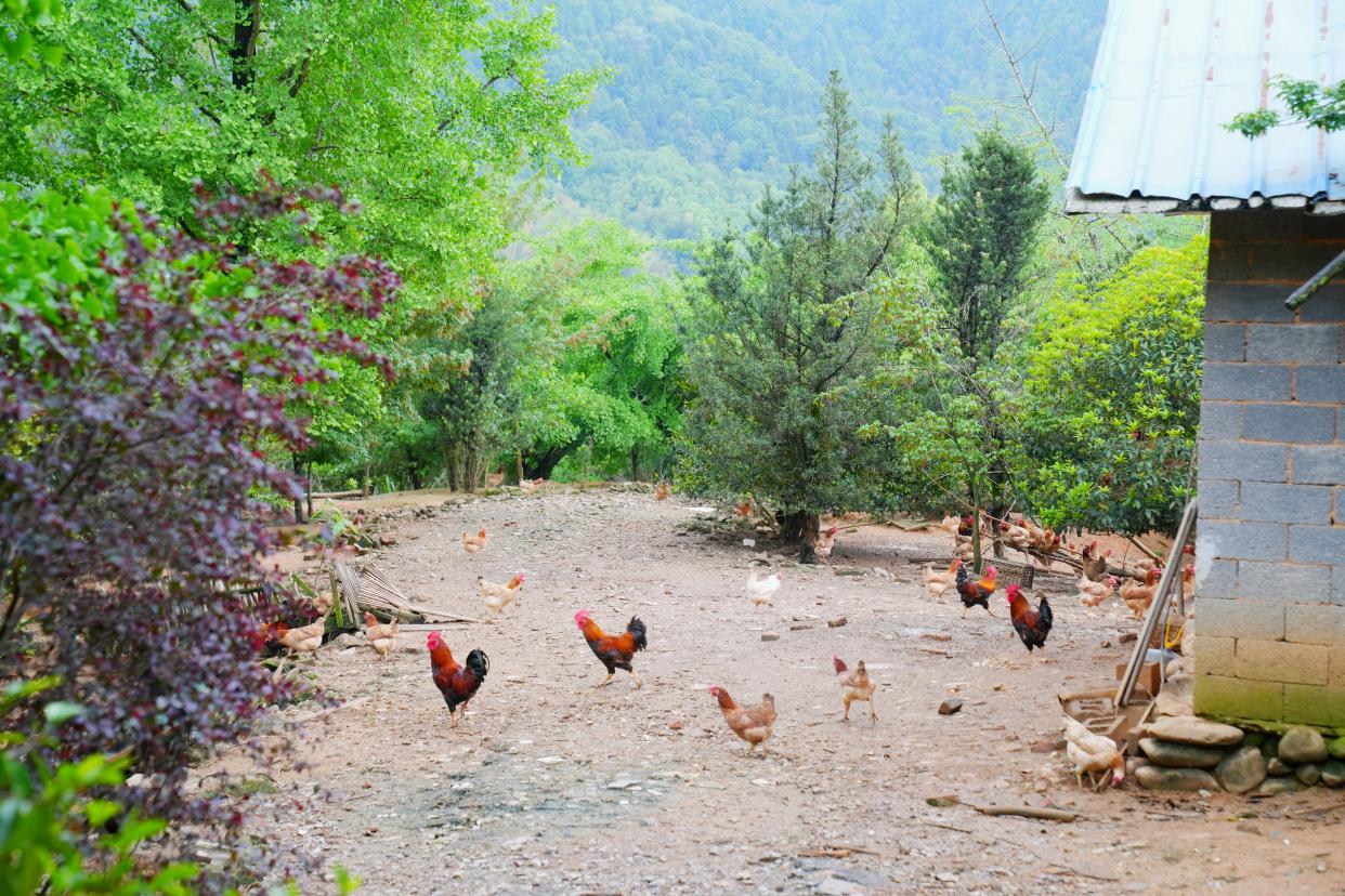 建德刀笃菜,倒笃菜是建德非遗吗