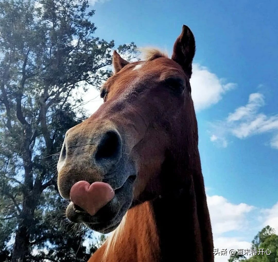让你笑岔气的笑话,搞笑的让你笑岔气的小故事