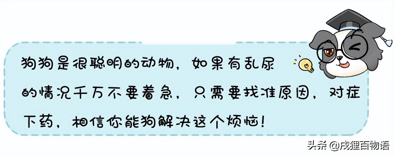 狗狗在沙发上乱尿怎么办啊,狗狗在沙发上拉尿怎么办